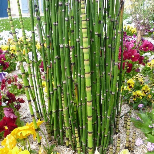 Equisetum japonicum prêle - equisetum,