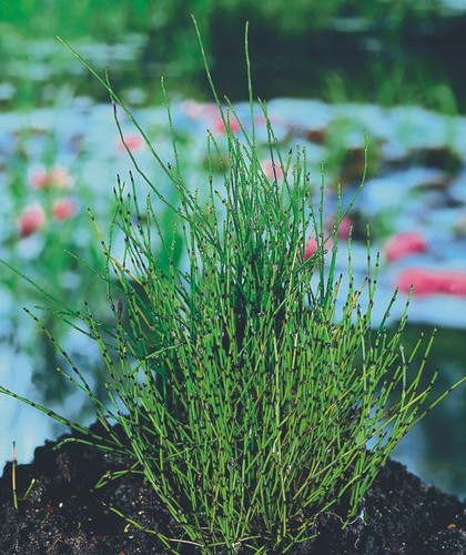 Equisetum scirpoides prêle - scirpoides,